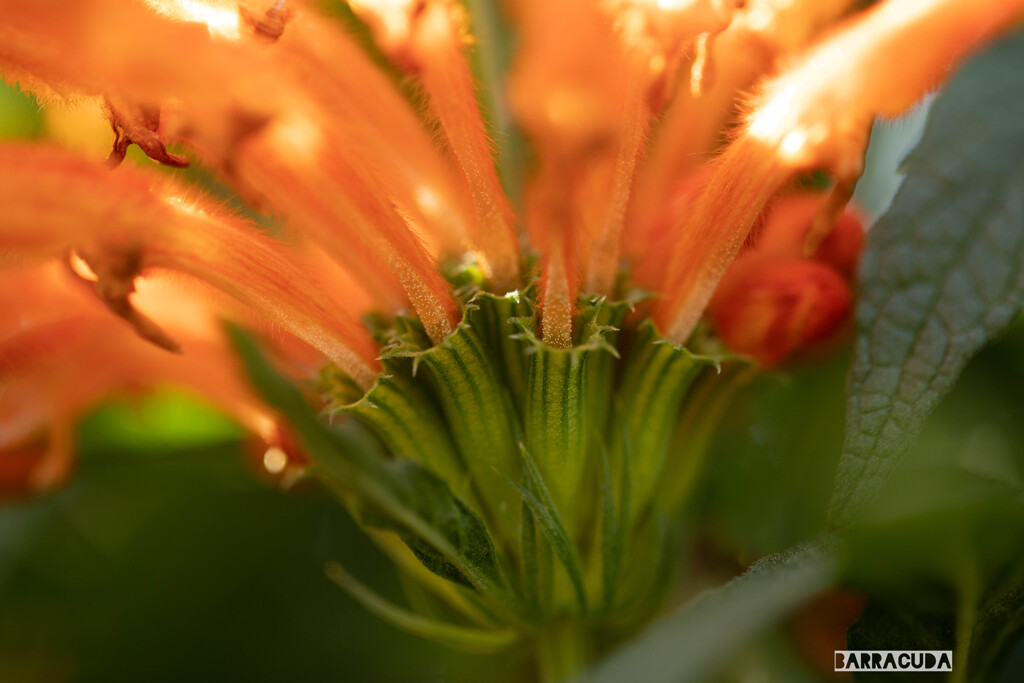 ザ・オレンジの花