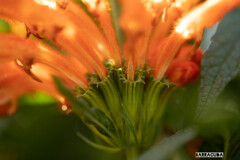 ザ・オレンジの花