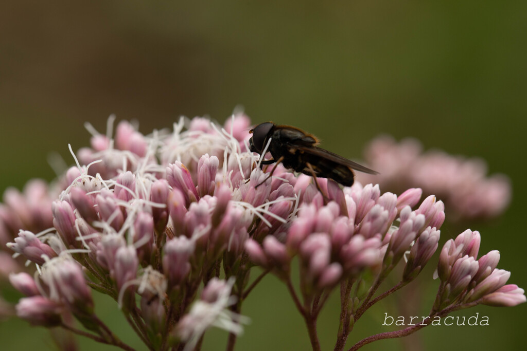 2019年10月こども植物園③