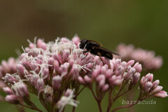 2019年10月こども植物園③