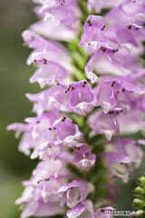 舎人(とねり)公園⑥