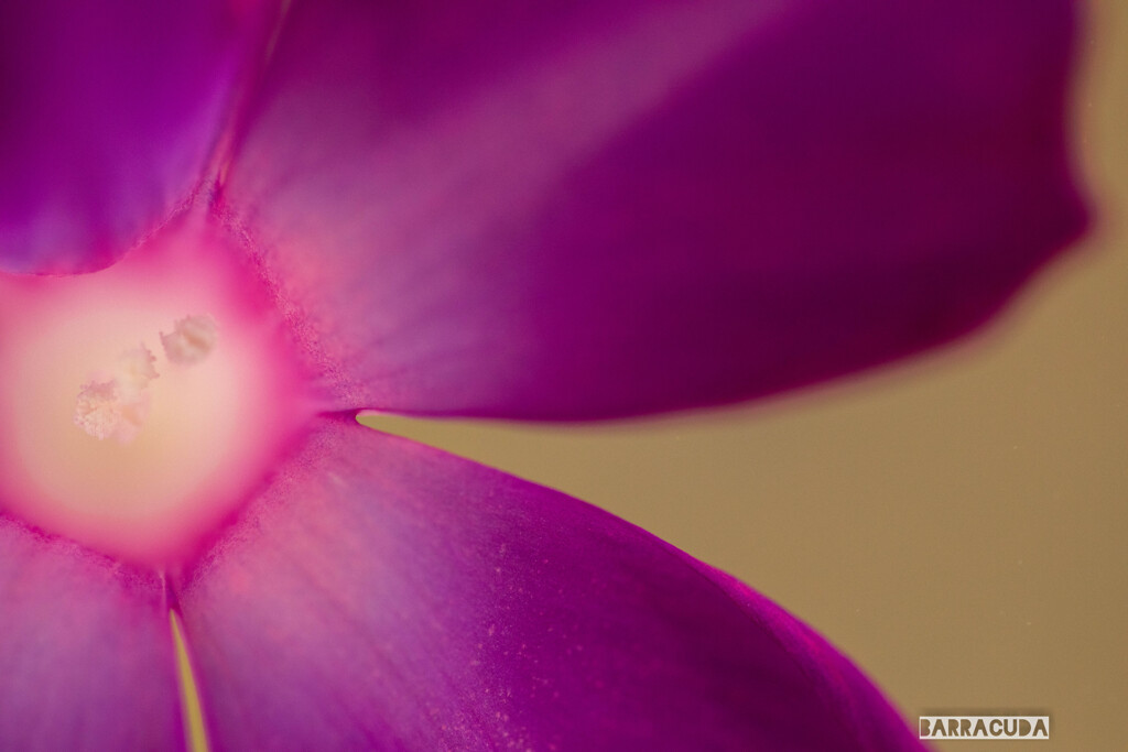 その他の花④