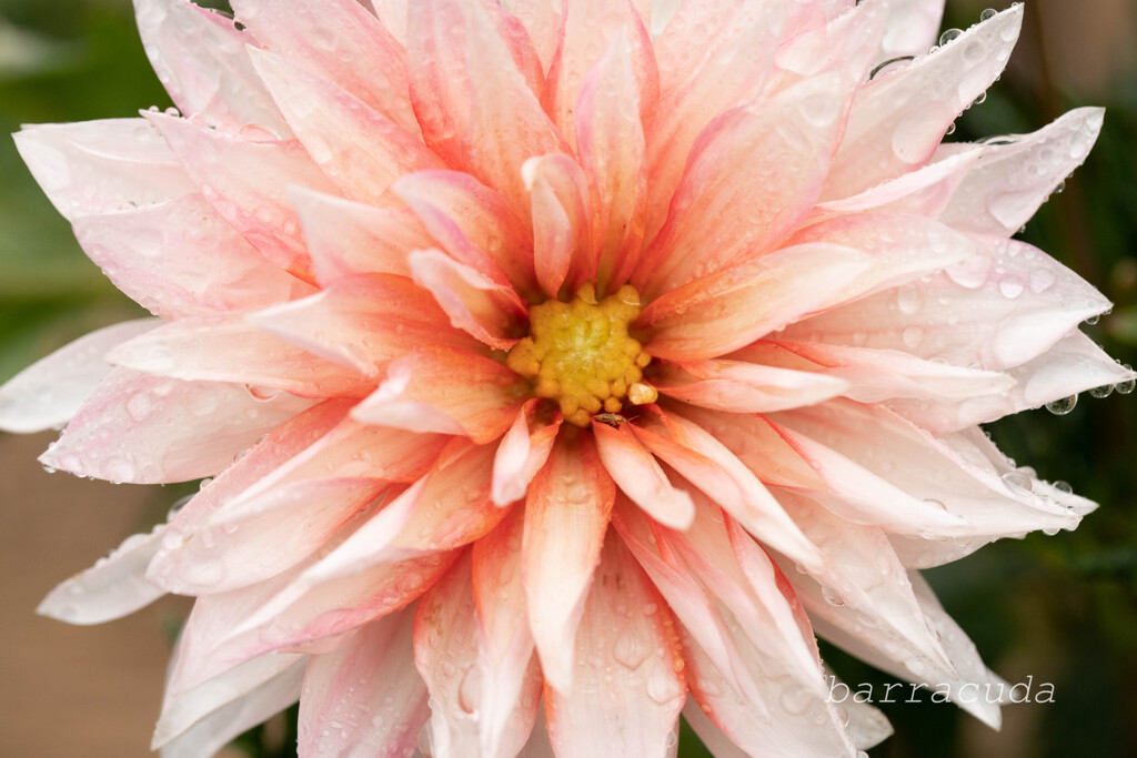 町田ダリア園シリーズ⑧