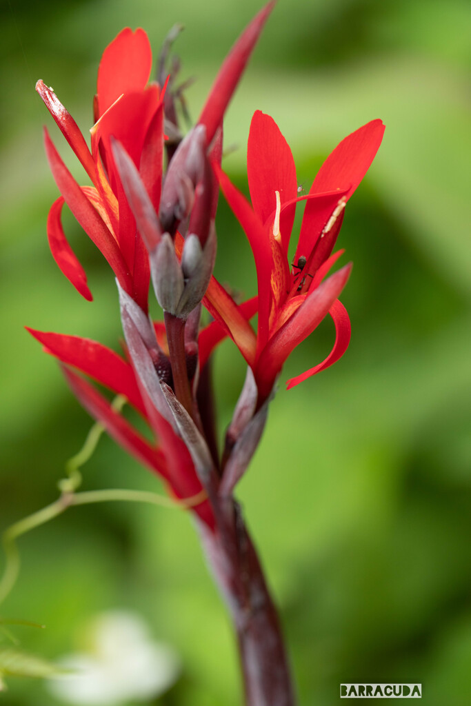 こども植物園の初夏②