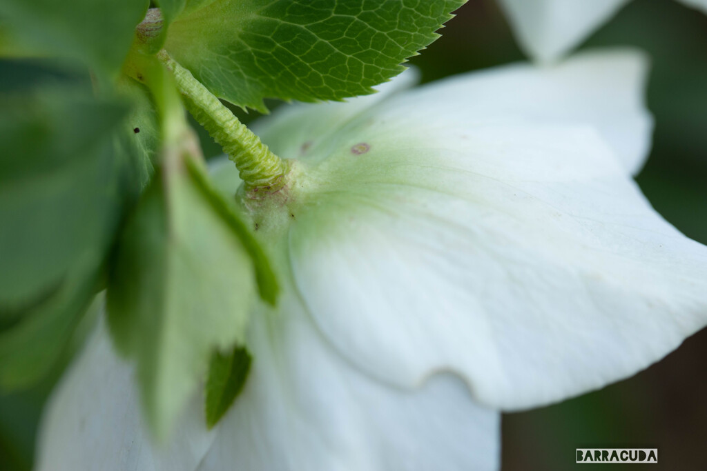 クリスマスローズ