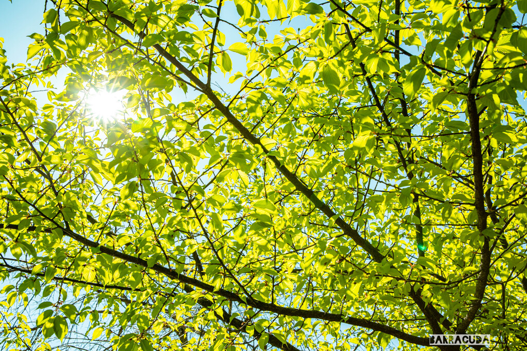 芝公園番外編①