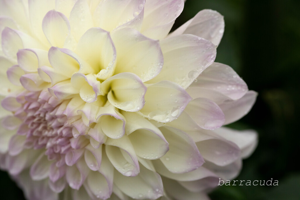 クローズアップ・ダリア②