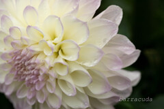 クローズアップ・ダリア②