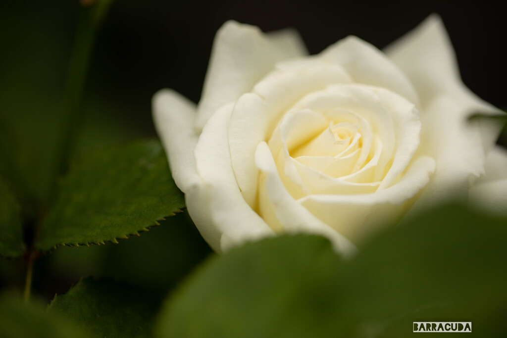 旧古河庭園の薔薇⑤