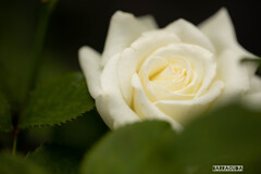 旧古河庭園の薔薇⑤