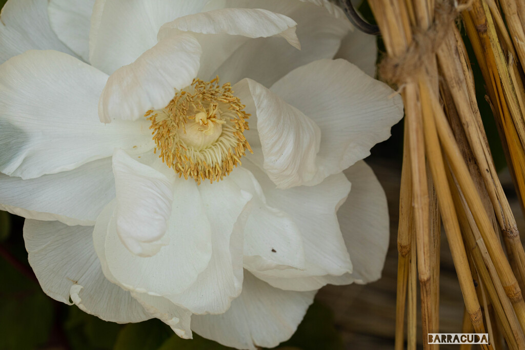 上野ぼたん苑シリーズ①