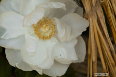 上野ぼたん苑シリーズ①