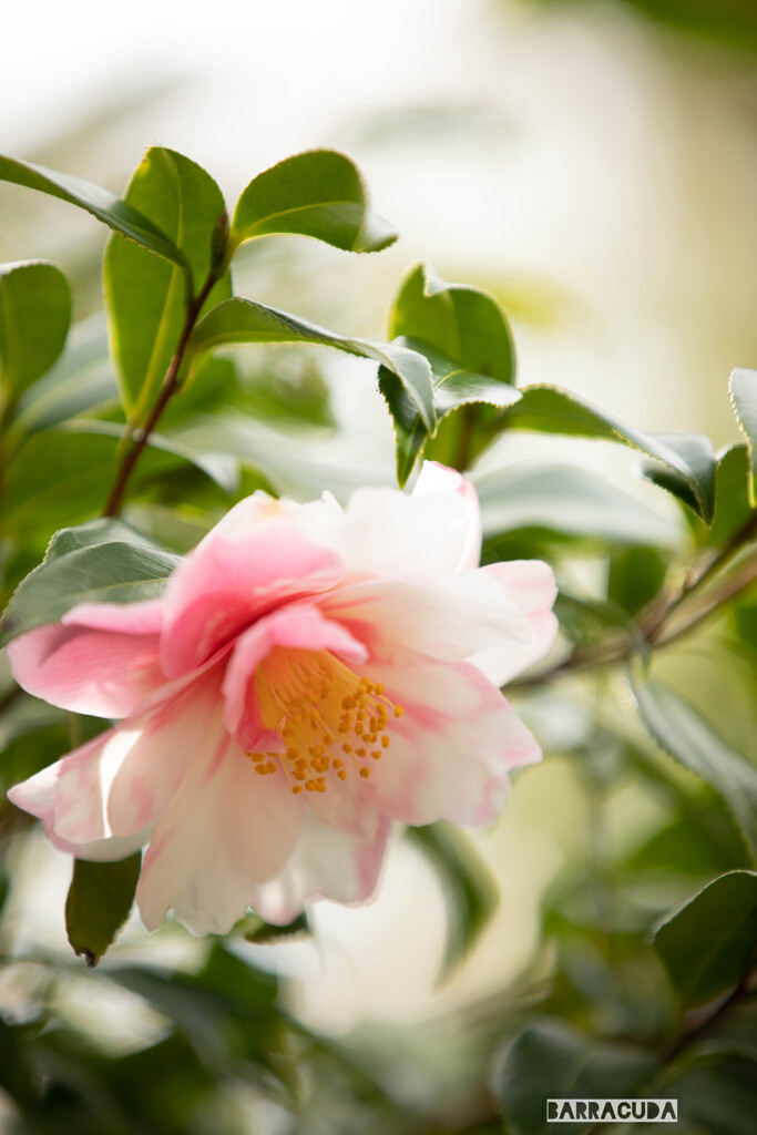 江の島の花シリーズ⑨