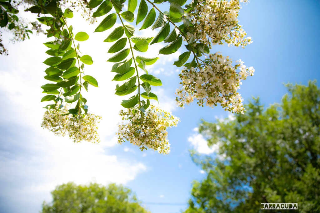 夏空に魅せられて④
