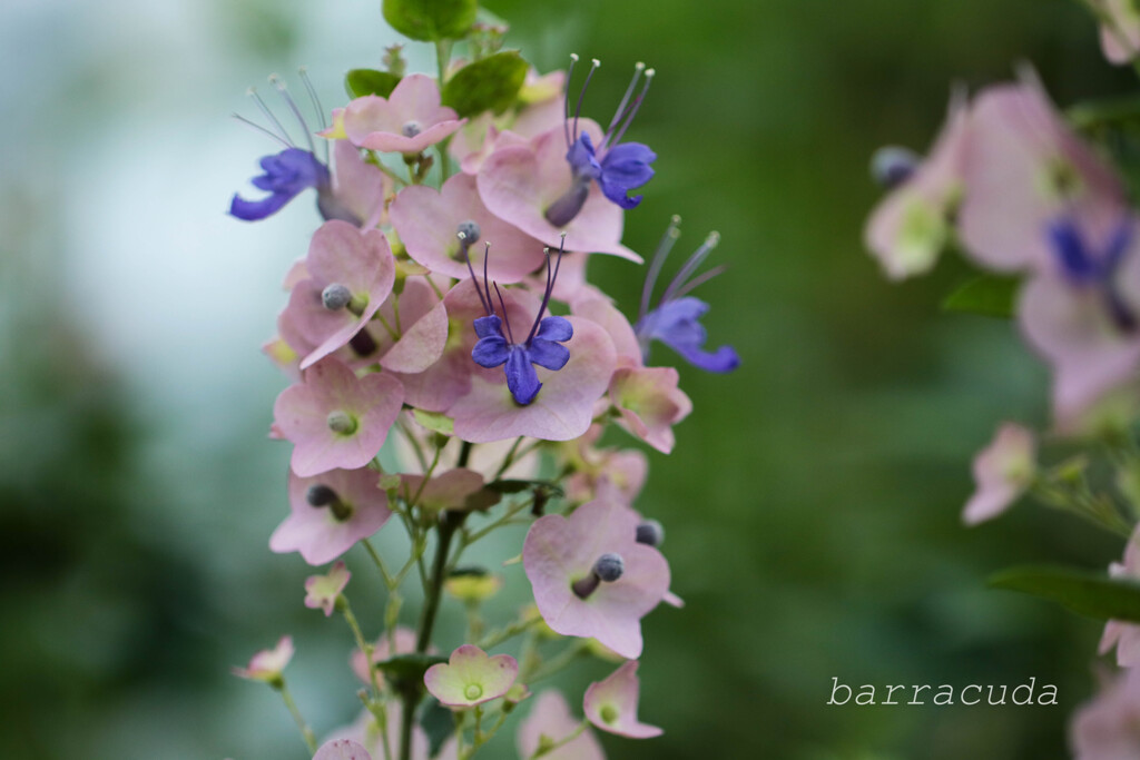 おもしろいからあげてみました！②