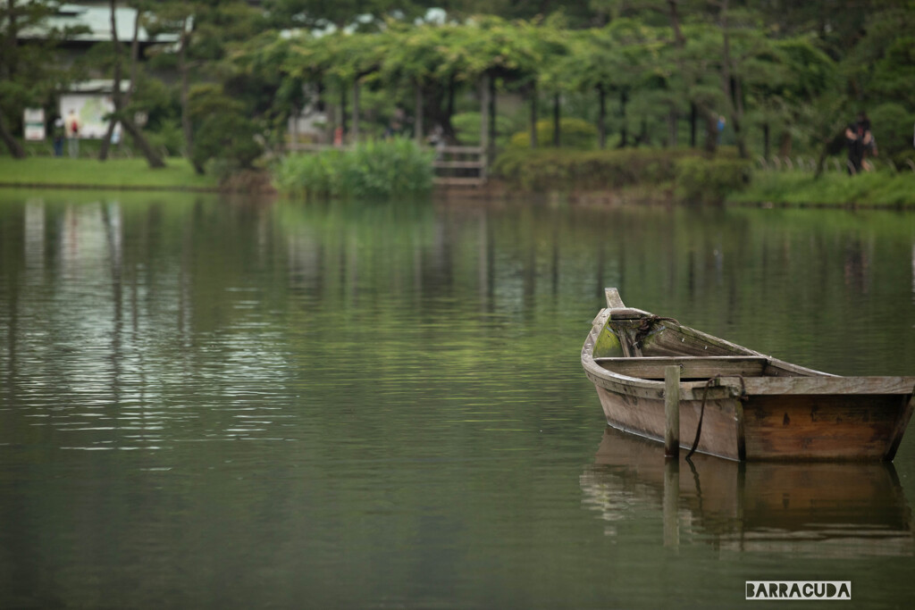 早朝観蓮（れん）会⑤