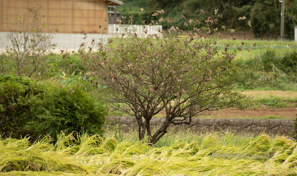 舞岡公園シリーズ