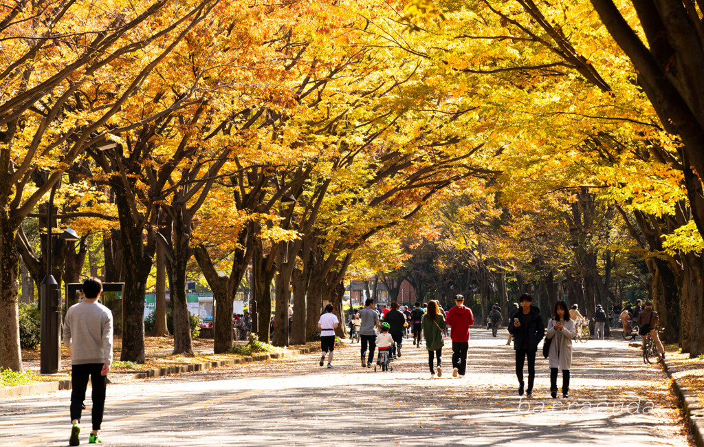 駒沢公園散策【前半】④