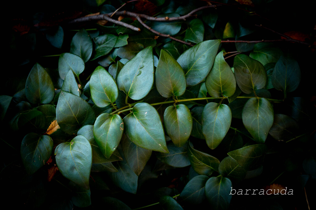 駒沢散策残り③