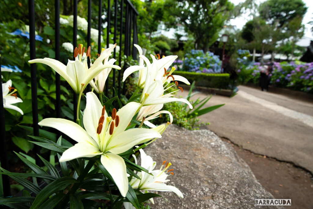 早朝アジサイ観覧③