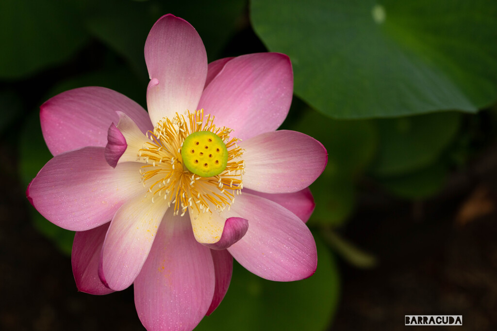 こども植物園7月5日⑨