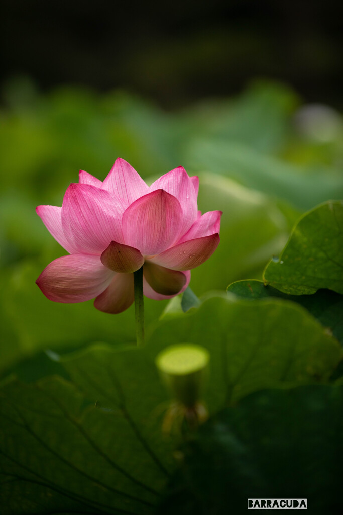 早朝観蓮（れん）会③