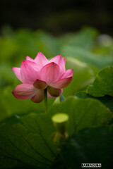 早朝観蓮（れん）会③