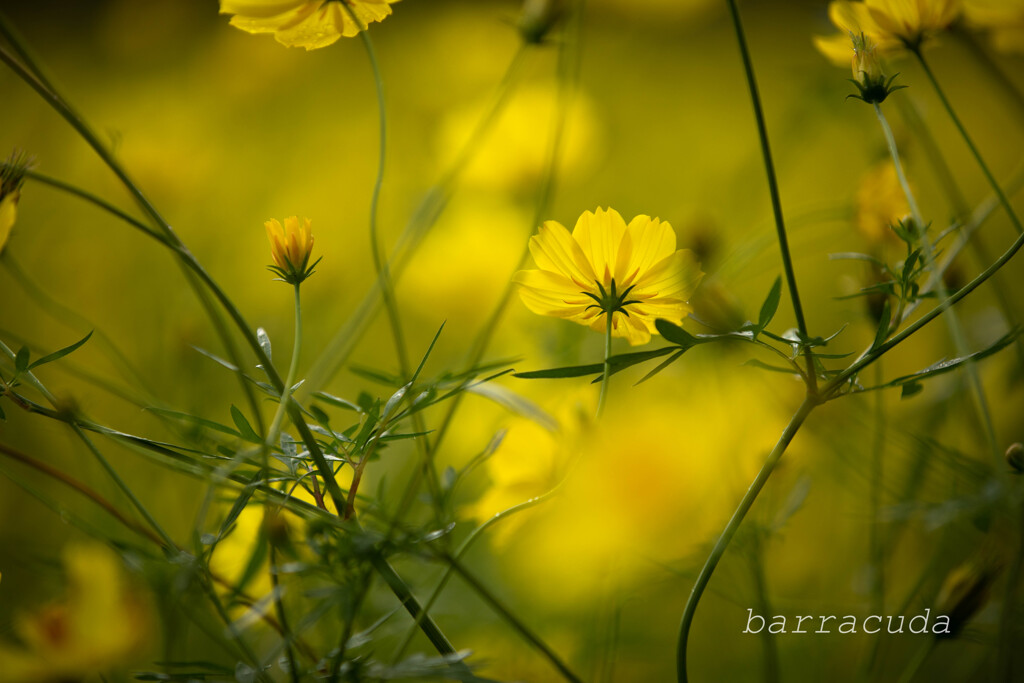 昭和記念公園のコスモス３’