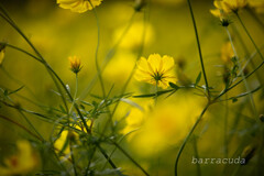 昭和記念公園のコスモス3’