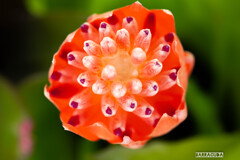 灼熱の小石川植物園⑦