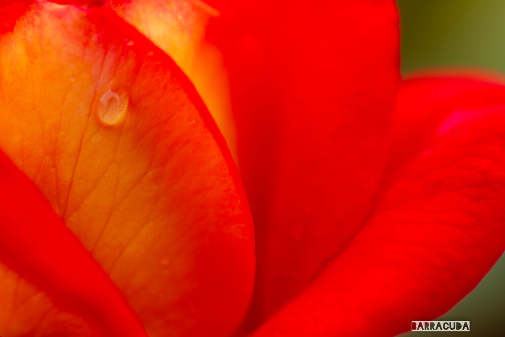 神代植物公園にて⑦