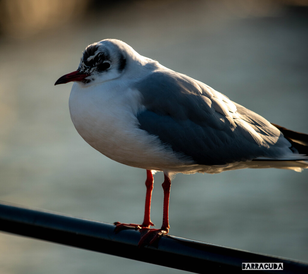 不機嫌なカモメ