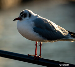 不機嫌なカモメ