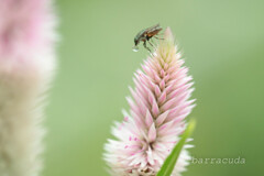 (蔵出し)3年前の