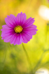 横浜イングリッシュガーデンにて①