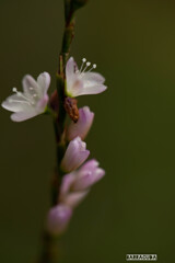 雨のこども植物園⑧