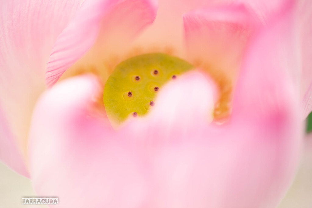 神代植物園・ハス④