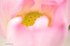 神代植物園・ハス④