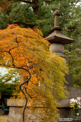 浄真寺の紅葉