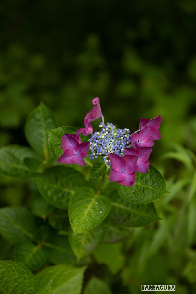 金沢動物園20200621①