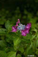 金沢動物園20200621①