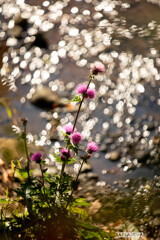 玉ボケなアザミ