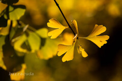 等々力渓谷へ②