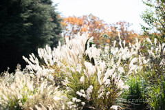 駒沢散策残り②