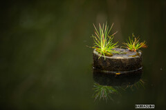 久良岐公園にて⑤