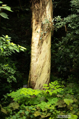 こども植物園7月5日⑩