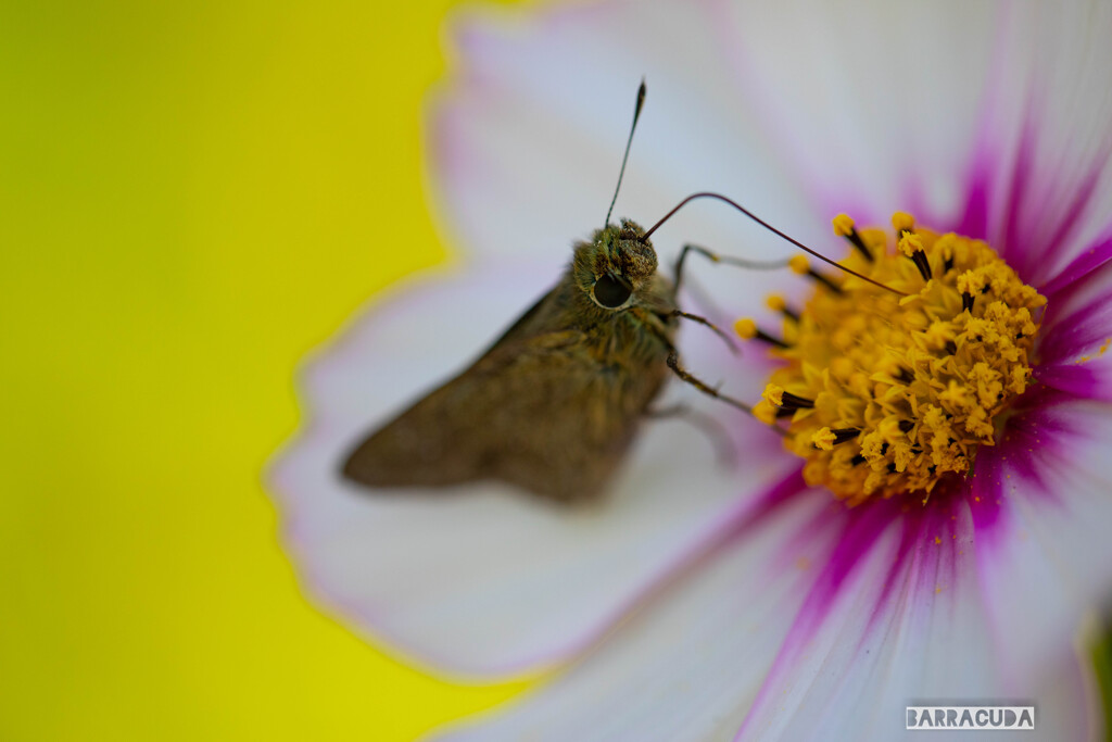 イングリッシュガーデンおまけ⑤