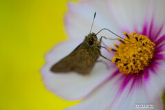 イングリッシュガーデンおまけ⑤