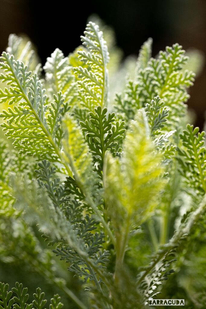 山下公園・港の見える丘公園の花シリーズ⑪