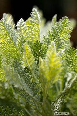 山下公園・港の見える丘公園の花シリーズ⑪